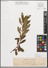 Foto von Salix triandra L.